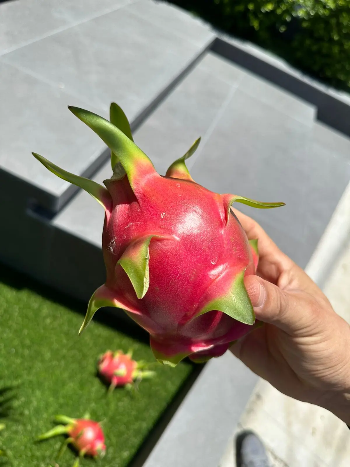 Red dragon fruit