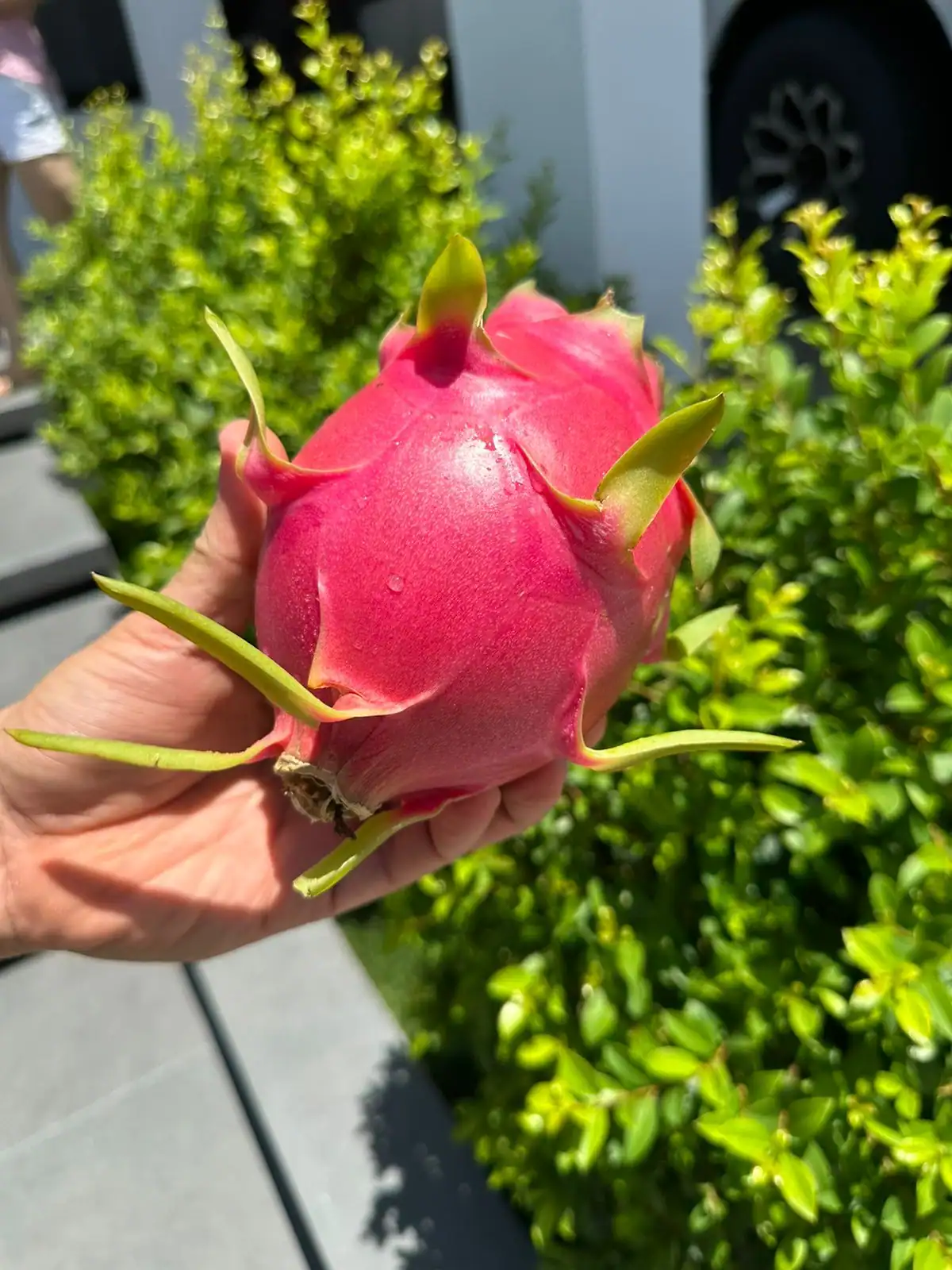 Red dragon fruit